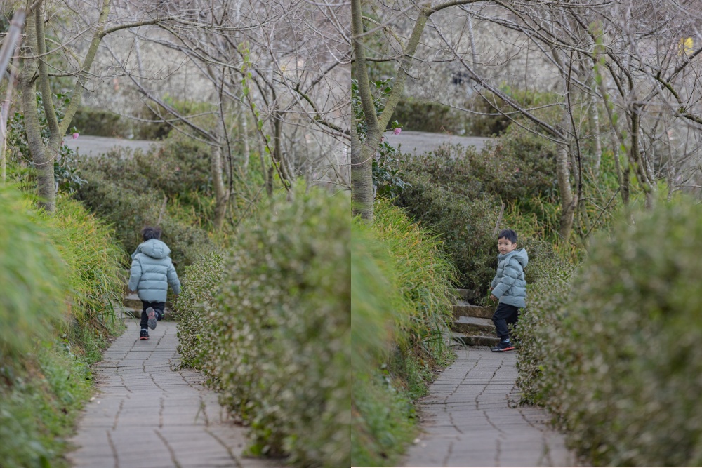 南投/國姓。九份二山「九尖茶廠梅園」｜滿山梅花鋪展、走進冬末春初的白色山景，提供餐點與咖啡小歇