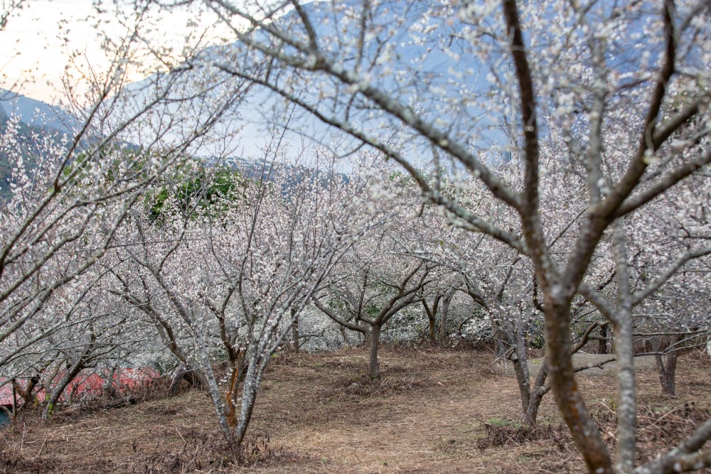 南投/信義。外坪頂「蔡家梅園」 | 古厝 × 梅花，穿過梅樹，走進老屋前的白色季節