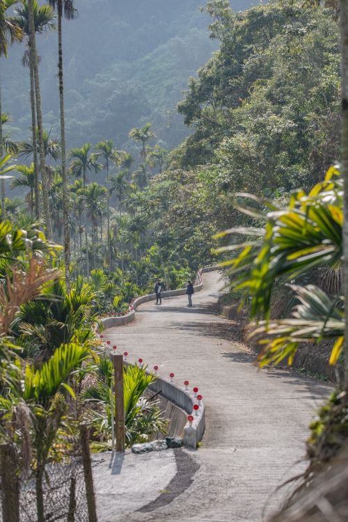 南投/信義・九份二山「七號梅莊」 | 油菜花海 × 梅樹，雙層花海與山路風景，提供自助式熱酸梅汁的山裡人情味