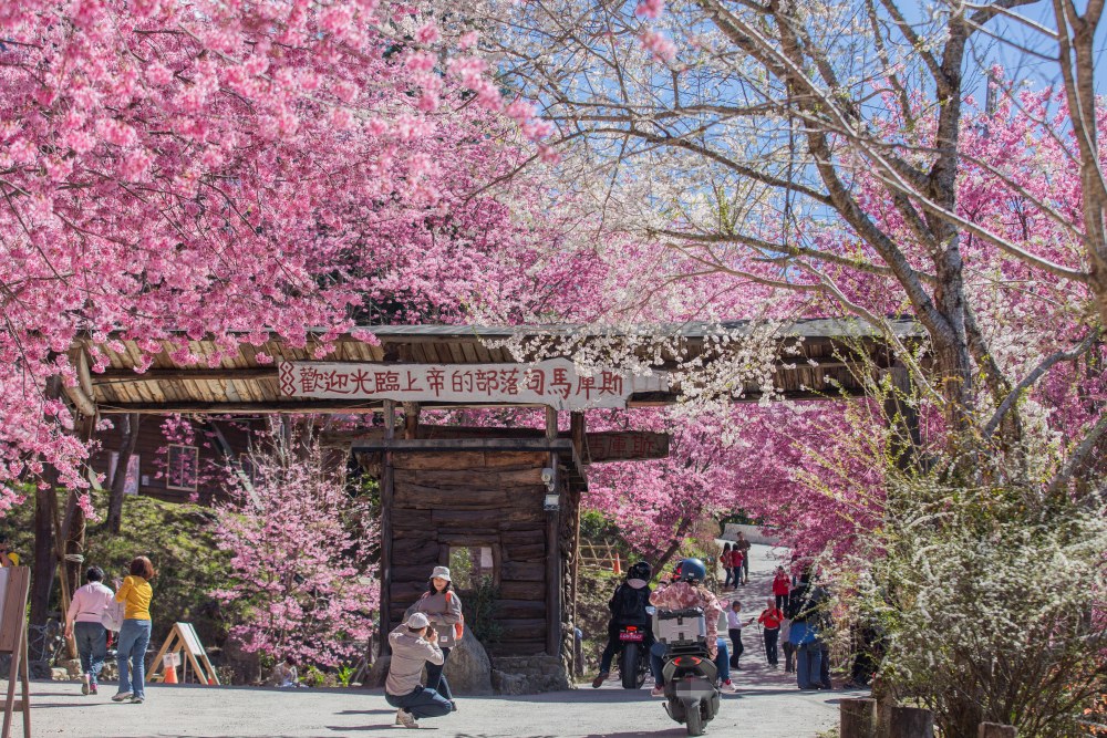 新竹/尖石・司馬庫斯櫻花季｜走進上帝的部落，訂房、車輛通行證怎麼申請？一日遊與二天一夜實際比較