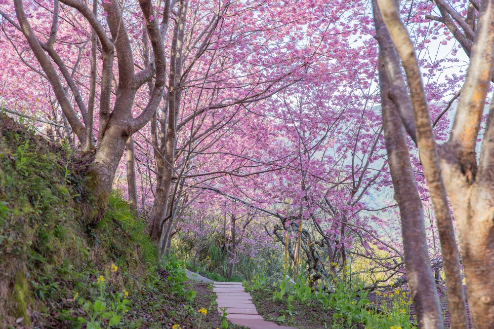 新竹/尖石．泰崗部落櫻花秘境「財伯觀光果園」 | 粉紅昭和櫻與金黃油菜花交織的絕美花海、收藏全台最浪漫的「雙色漸層」