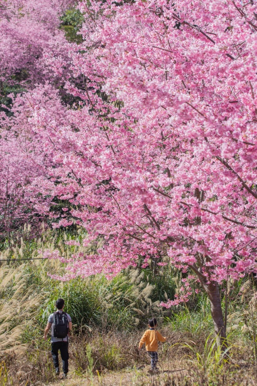 新竹/尖石．「泰崗茶園櫻花林」 | 隱身在「竹60鄉道36.6K」、雜草與芒草間綻放的最美櫻花秘境