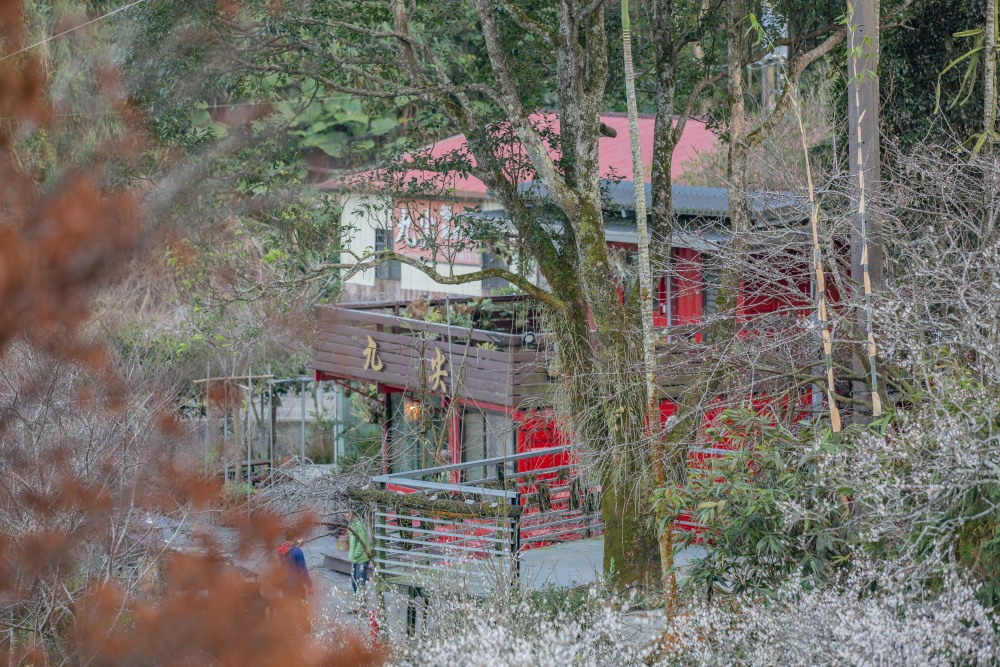 南投/國姓。九份二山「九尖茶廠梅園」｜滿山梅花鋪展、走進冬末春初的白色山景，提供餐點與咖啡小歇