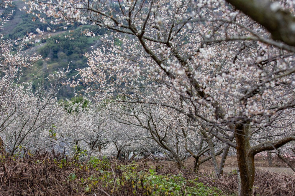 南投/信義。外坪頂「蔡家梅園」 | 古厝 × 梅花，穿過梅樹，走進老屋前的白色季節