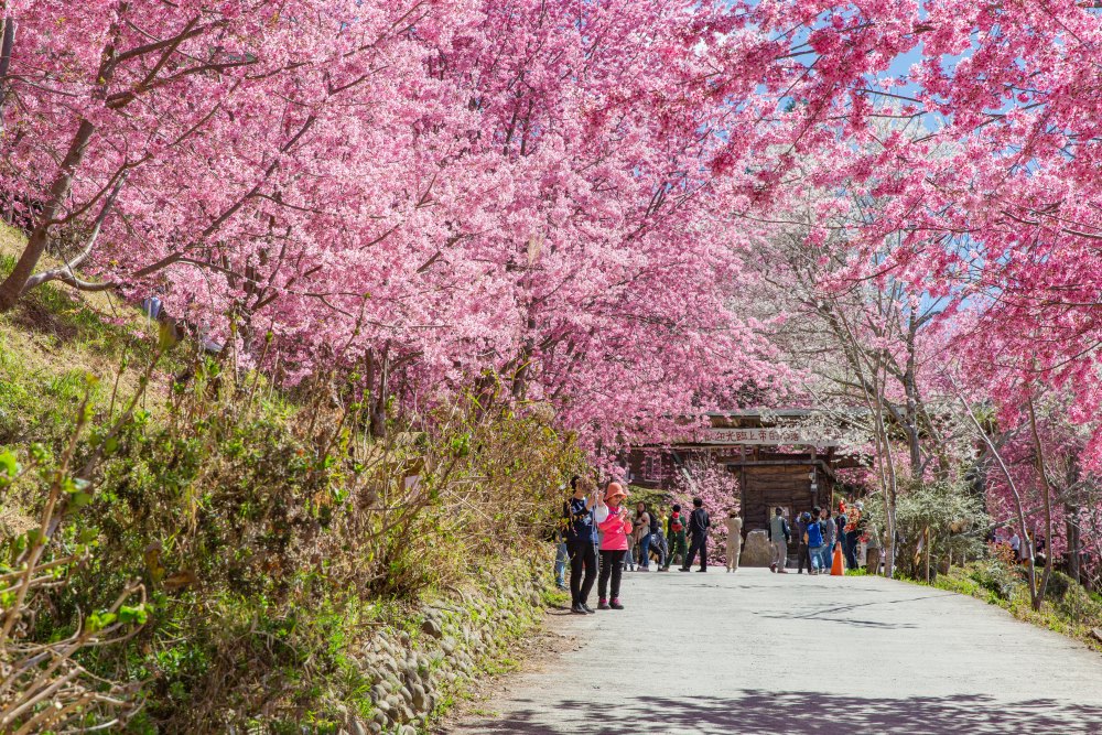 新竹/尖石・司馬庫斯櫻花季｜走進上帝的部落，訂房、車輛通行證怎麼申請？一日遊與二天一夜實際比較