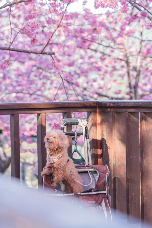 新竹/尖石．泰崗部落櫻花秘境「財伯觀光果園」 | 粉紅昭和櫻與金黃油菜花交織的絕美花海、收藏全台最浪漫的「雙色漸層」