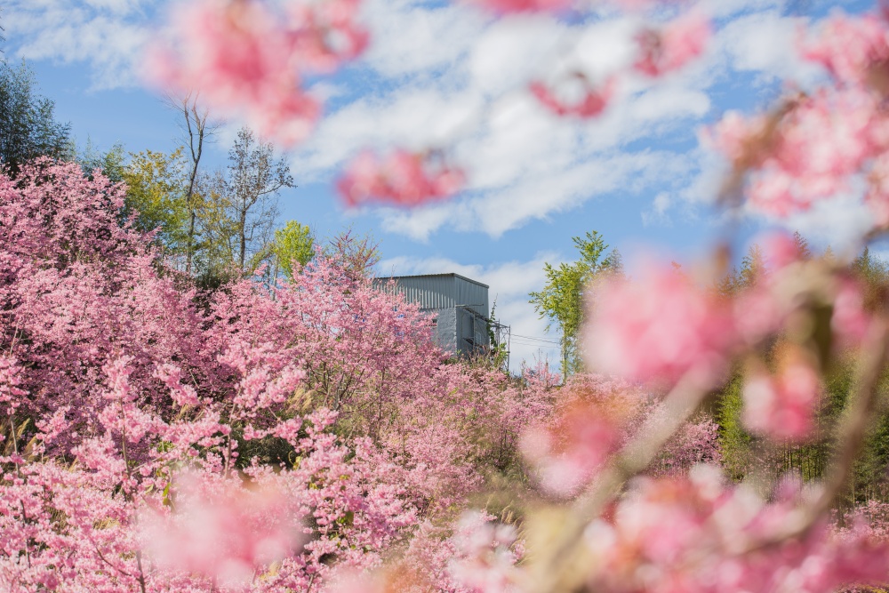 新竹/尖石．「泰崗茶園櫻花林」 | 隱身在「竹60鄉道36.6K」、雜草與芒草間綻放的最美櫻花秘境