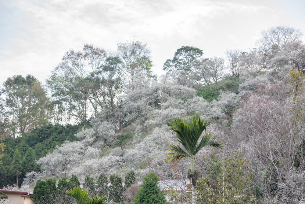 南投/國姓。九份二山「九尖茶廠梅園」｜滿山梅花鋪展、走進冬末春初的白色山景，提供餐點與咖啡小歇