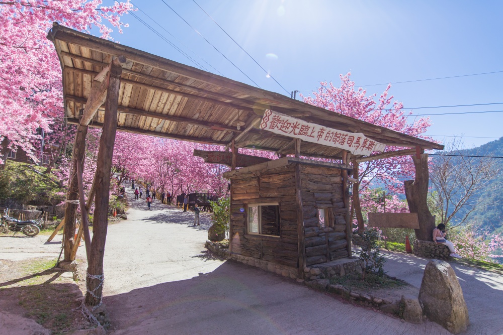 新竹/尖石・司馬庫斯櫻花季｜走進上帝的部落，訂房、車輛通行證怎麼申請？一日遊與二天一夜實際比較