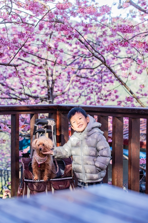 新竹/尖石．泰崗部落櫻花秘境「財伯觀光果園」 | 粉紅昭和櫻與金黃油菜花交織的絕美花海、收藏全台最浪漫的「雙色漸層」