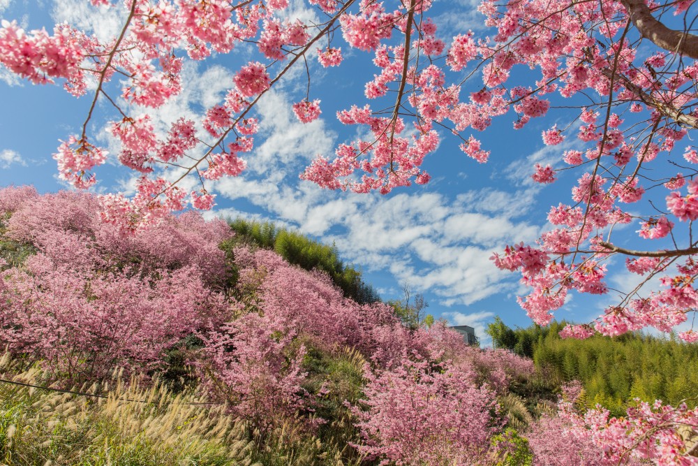 新竹/尖石．「泰崗茶園櫻花林」 | 隱身在「竹60鄉道36.6K」、雜草與芒草間綻放的最美櫻花秘境
