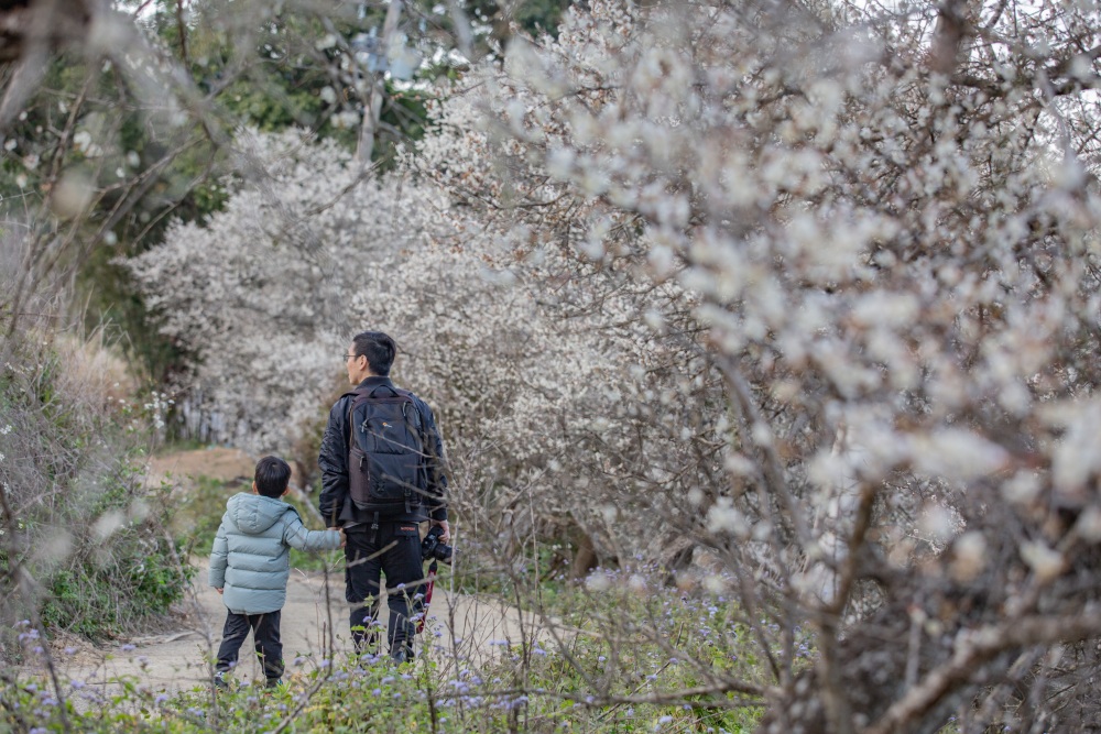 南投/國姓。九份二山「九尖茶廠梅園」｜滿山梅花鋪展、走進冬末春初的白色山景，提供餐點與咖啡小歇