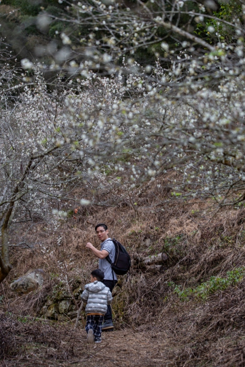 南投/信義。外坪頂「蔡家梅園」 | 古厝 × 梅花，穿過梅樹，走進老屋前的白色季節