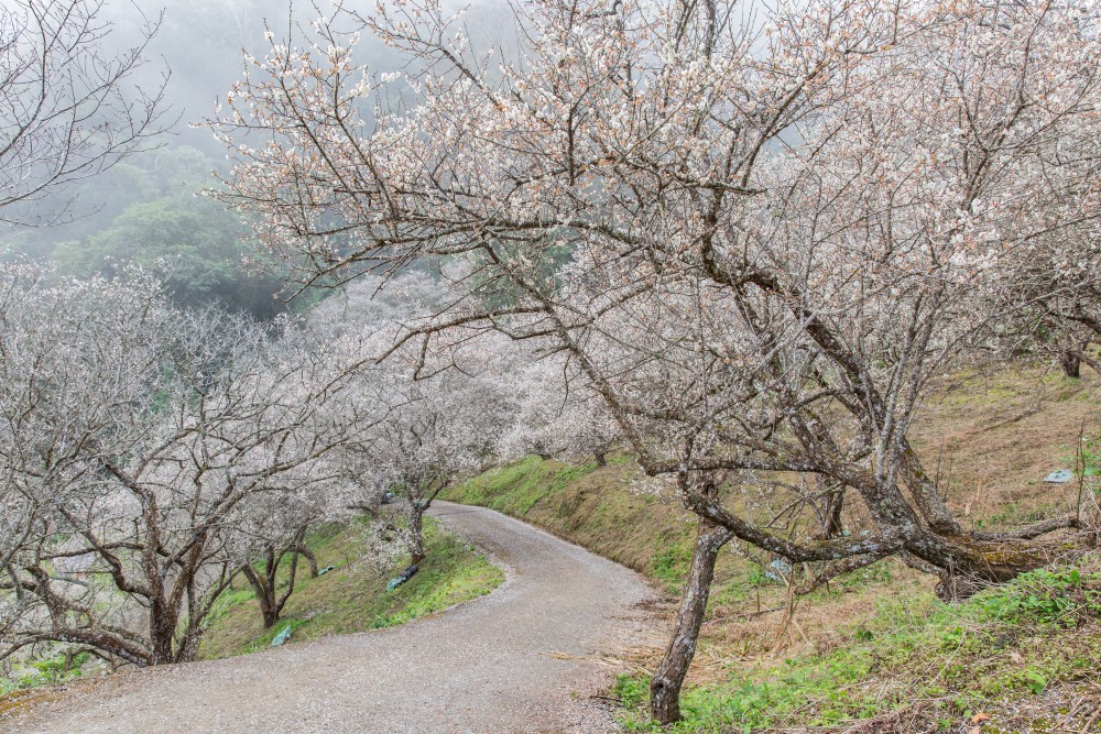 南投/信義・九份二山「七號梅莊」 | 油菜花海 × 梅樹，雙層花海與山路風景，提供自助式熱酸梅汁的山裡人情味