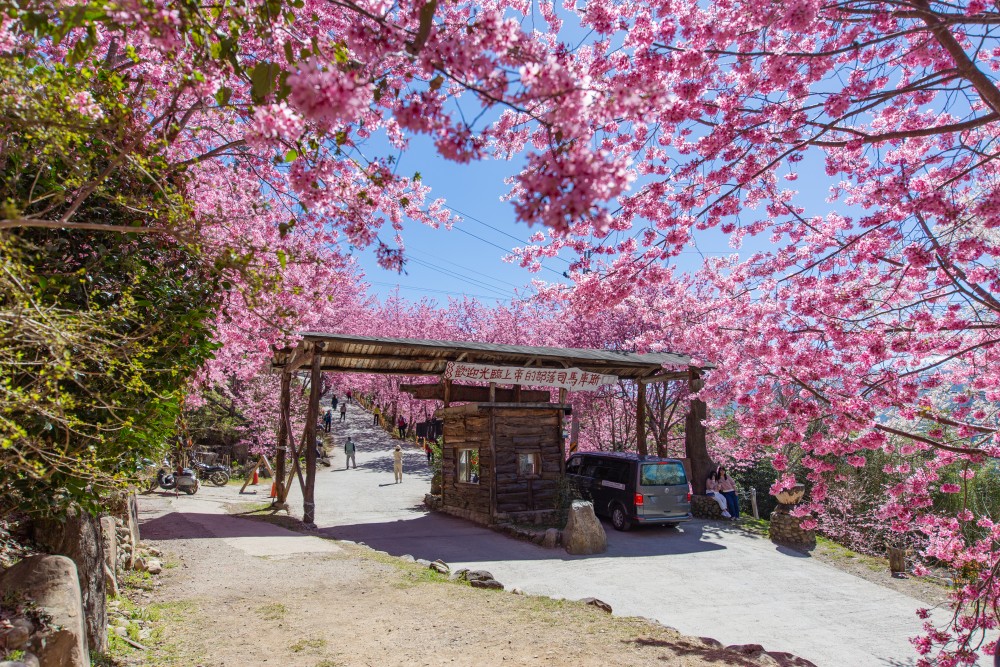 新竹/尖石・司馬庫斯櫻花季｜走進上帝的部落，訂房、車輛通行證怎麼申請？一日遊與二天一夜實際比較