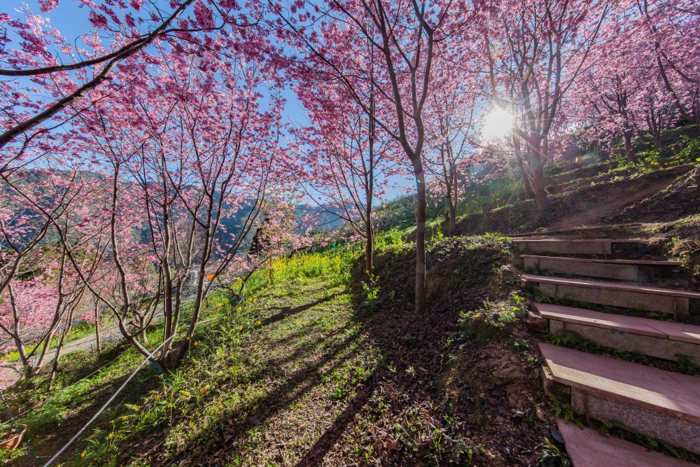 新竹/尖石．泰崗部落櫻花秘境「財伯觀光果園」 | 粉紅昭和櫻與金黃油菜花交織的絕美花海、收藏全台最浪漫的「雙色漸層」