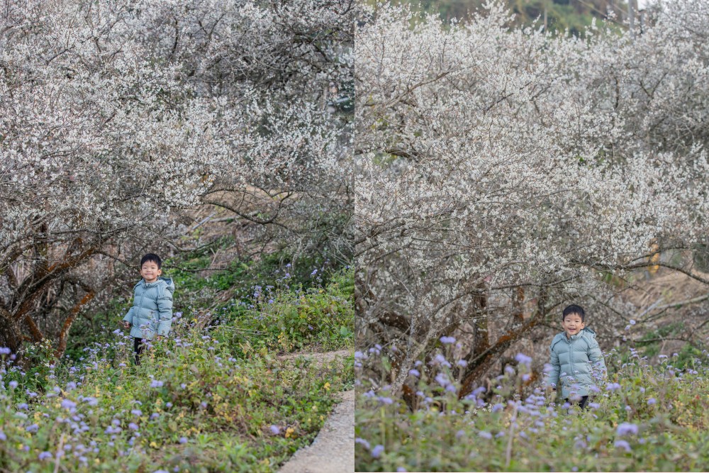 南投/國姓。九份二山「九尖茶廠梅園」｜滿山梅花鋪展、走進冬末春初的白色山景，提供餐點與咖啡小歇