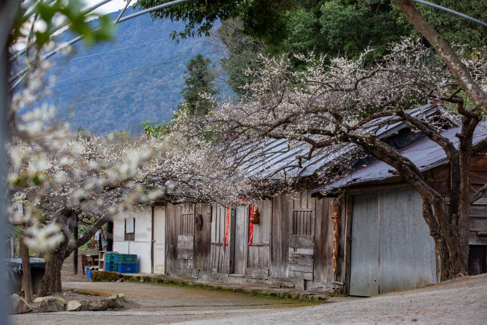 南投/信義。外坪頂「蔡家梅園」 | 古厝 × 梅花，穿過梅樹，走進老屋前的白色季節