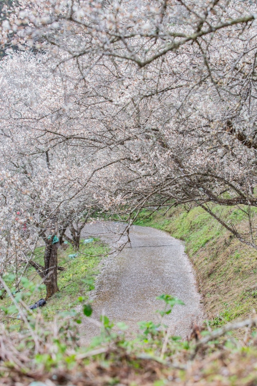 南投/信義・九份二山「七號梅莊」 | 油菜花海 × 梅樹，雙層花海與山路風景，提供自助式熱酸梅汁的山裡人情味