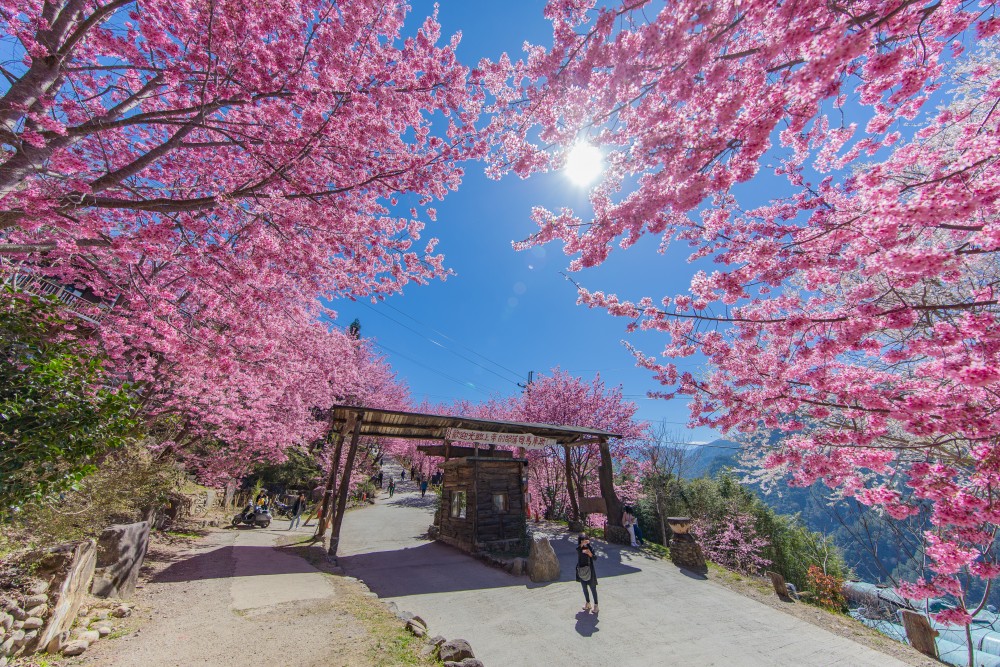 新竹/尖石・司馬庫斯櫻花季｜走進上帝的部落，訂房、車輛通行證怎麼申請？一日遊與二天一夜實際比較