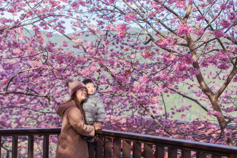 新竹/尖石．泰崗部落櫻花秘境「財伯觀光果園」 | 粉紅昭和櫻與金黃油菜花交織的絕美花海、收藏全台最浪漫的「雙色漸層」