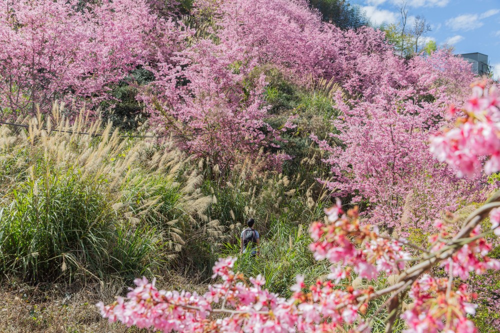 新竹/尖石．「泰崗茶園櫻花林」 | 隱身在「竹60鄉道36.6K」、雜草與芒草間綻放的最美櫻花秘境