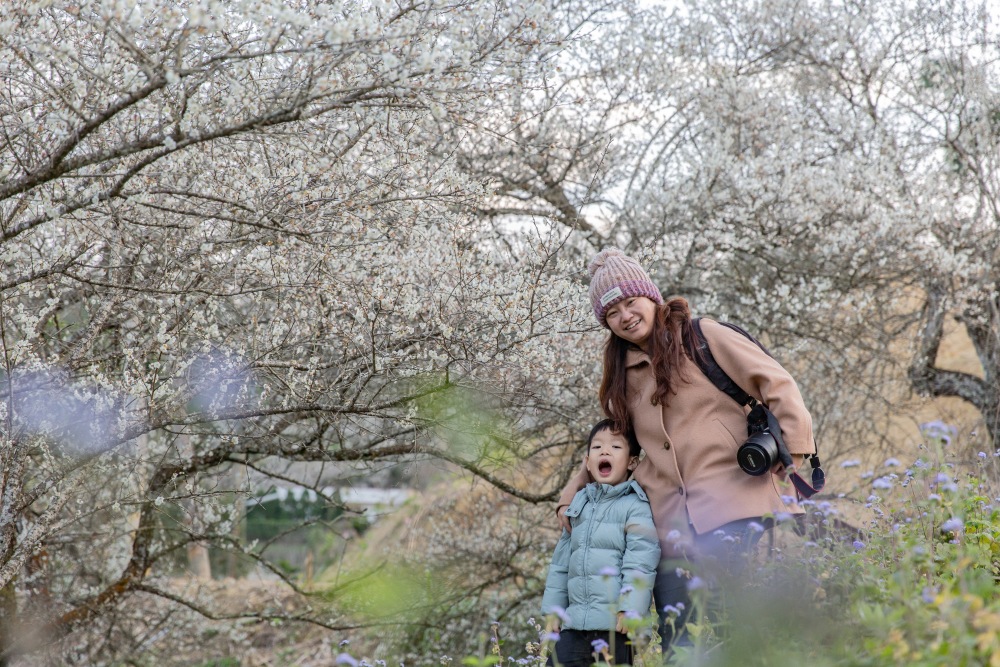 南投/國姓。九份二山「九尖茶廠梅園」｜滿山梅花鋪展、走進冬末春初的白色山景，提供餐點與咖啡小歇