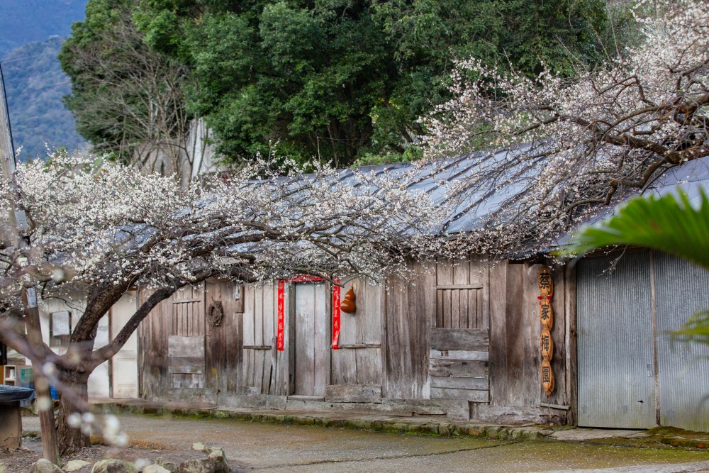 南投/信義。外坪頂「蔡家梅園」 | 古厝 × 梅花，穿過梅樹，走進老屋前的白色季節