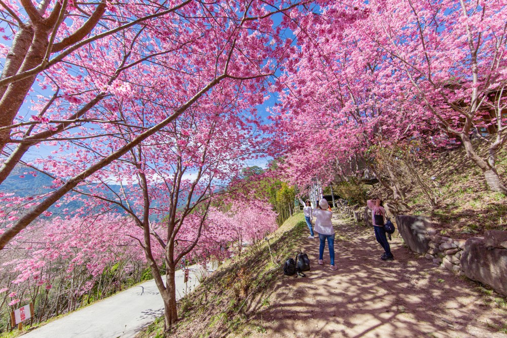 新竹/尖石・司馬庫斯櫻花季｜走進上帝的部落，訂房、車輛通行證怎麼申請？一日遊與二天一夜實際比較