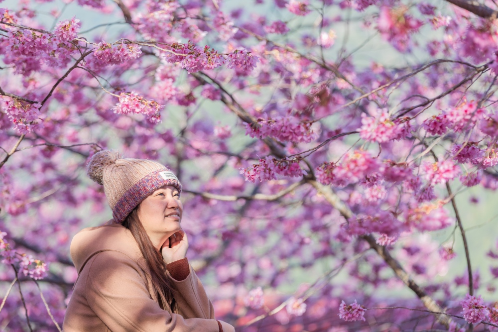新竹/尖石．泰崗部落櫻花秘境「財伯觀光果園」 | 粉紅昭和櫻與金黃油菜花交織的絕美花海、收藏全台最浪漫的「雙色漸層」