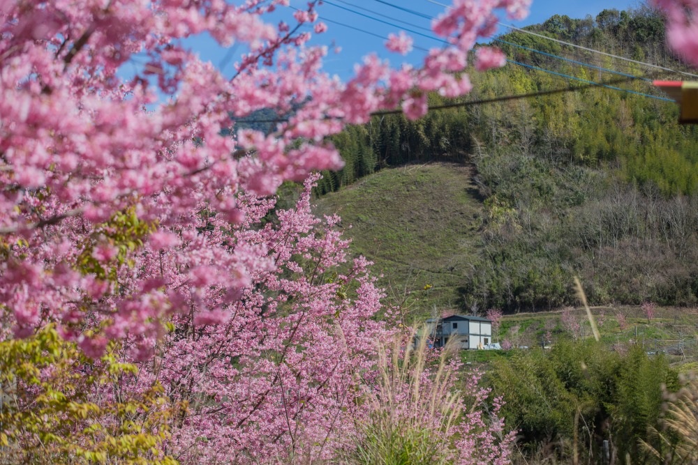 新竹/尖石．「泰崗茶園櫻花林」 | 隱身在「竹60鄉道36.6K」、雜草與芒草間綻放的最美櫻花秘境