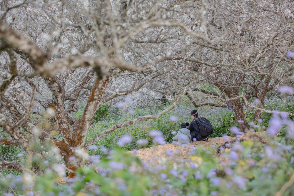 南投/國姓。九份二山「九尖茶廠梅園」｜滿山梅花鋪展、走進冬末春初的白色山景，提供餐點與咖啡小歇