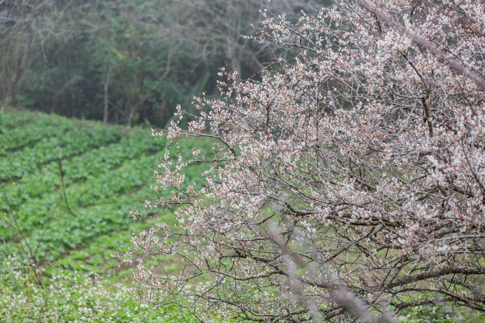 南投/信義・九份二山「七號梅莊」 | 油菜花海 × 梅樹，雙層花海與山路風景，提供自助式熱酸梅汁的山裡人情味