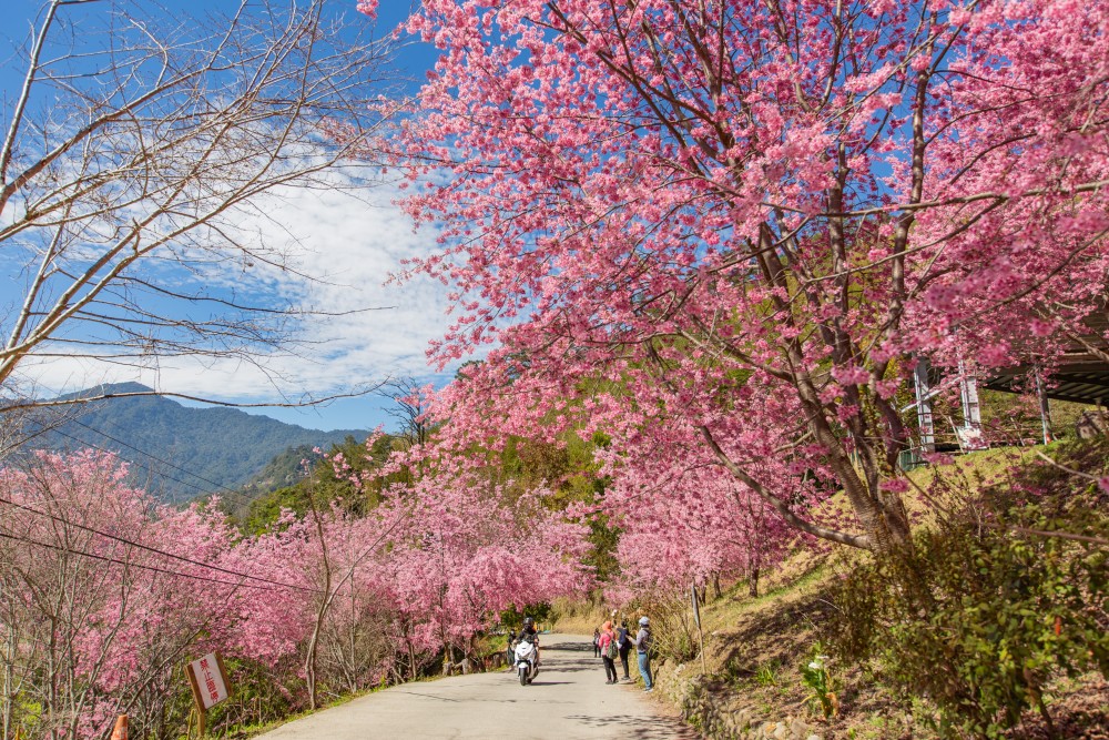 新竹/尖石・司馬庫斯櫻花季｜走進上帝的部落，訂房、車輛通行證怎麼申請？一日遊與二天一夜實際比較