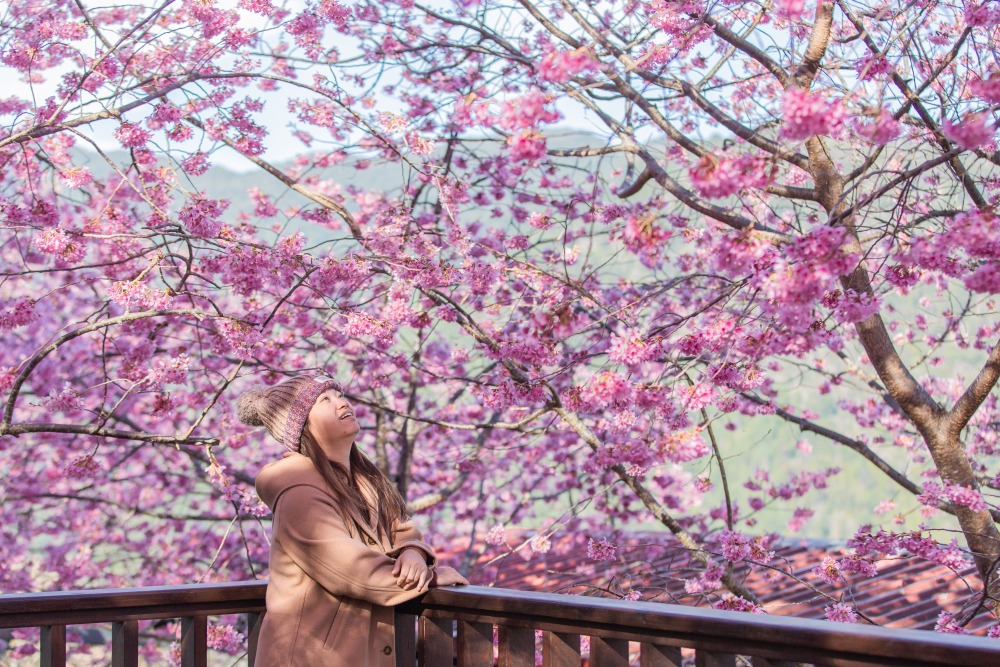 新竹/尖石．泰崗部落櫻花秘境「財伯觀光果園」 | 粉紅昭和櫻與金黃油菜花交織的絕美花海、收藏全台最浪漫的「雙色漸層」