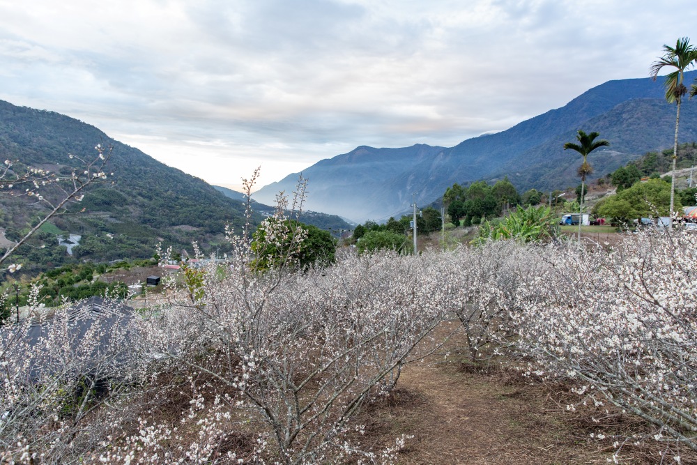 南投/信義。外坪頂「蔡家梅園」 | 古厝 × 梅花，穿過梅樹，走進老屋前的白色季節