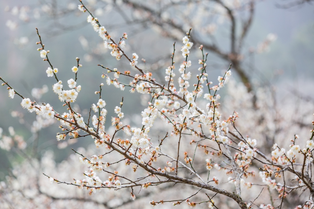 南投/信義・九份二山「七號梅莊」 | 油菜花海 × 梅樹，雙層花海與山路風景，提供自助式熱酸梅汁的山裡人情味