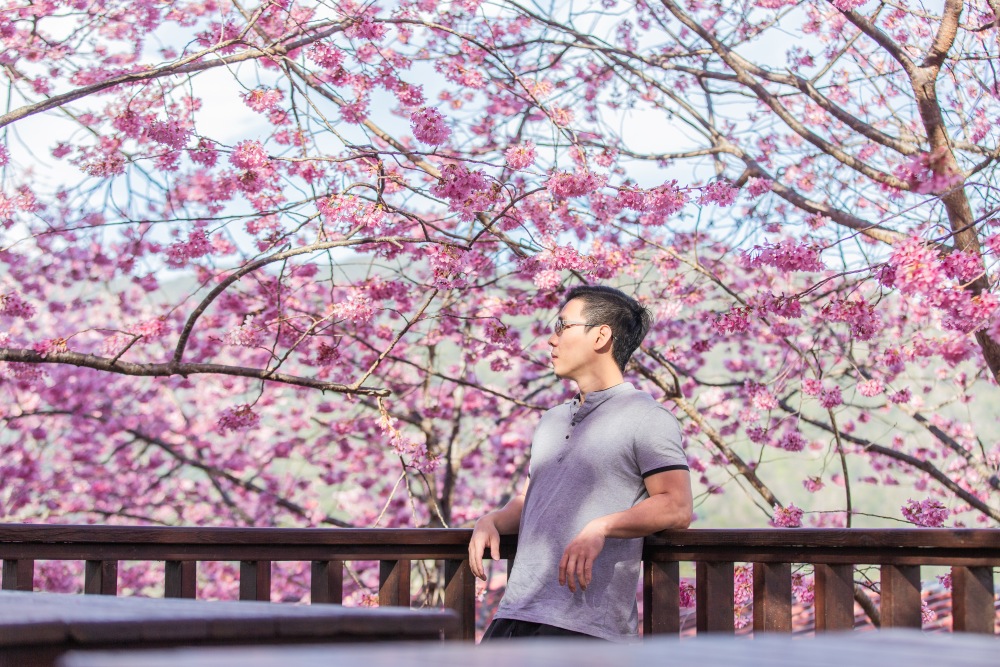 新竹/尖石．泰崗部落櫻花秘境「財伯觀光果園」 | 粉紅昭和櫻與金黃油菜花交織的絕美花海、收藏全台最浪漫的「雙色漸層」