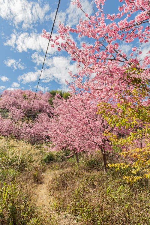 新竹/尖石．「泰崗茶園櫻花林」 | 隱身在「竹60鄉道36.6K」、雜草與芒草間綻放的最美櫻花秘境