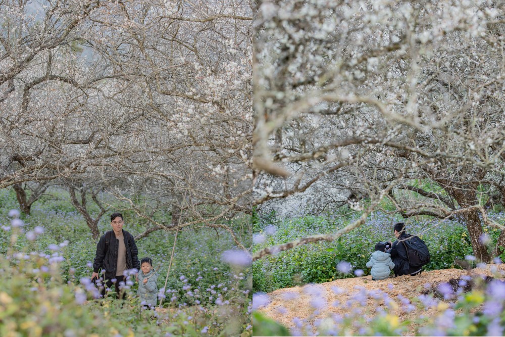 南投/國姓。九份二山「九尖茶廠梅園」｜滿山梅花鋪展、走進冬末春初的白色山景，提供餐點與咖啡小歇