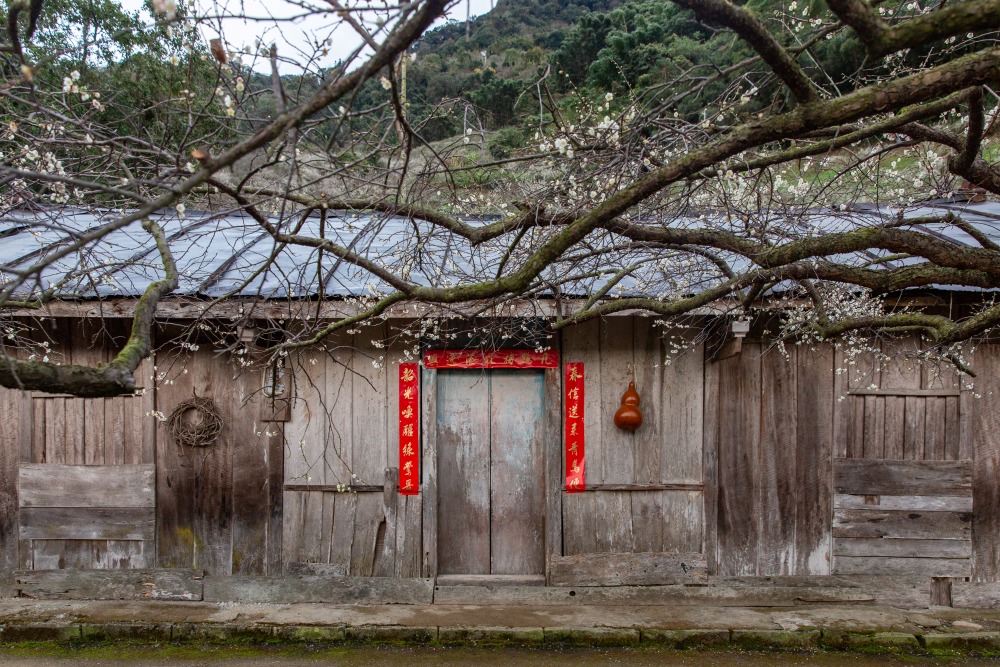 南投/信義。外坪頂「蔡家梅園」 | 古厝 × 梅花，穿過梅樹，走進老屋前的白色季節
