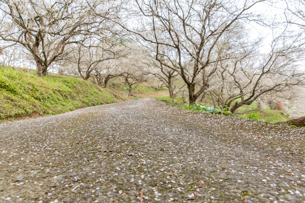 南投/信義・九份二山「七號梅莊」 | 油菜花海 × 梅樹，雙層花海與山路風景，提供自助式熱酸梅汁的山裡人情味