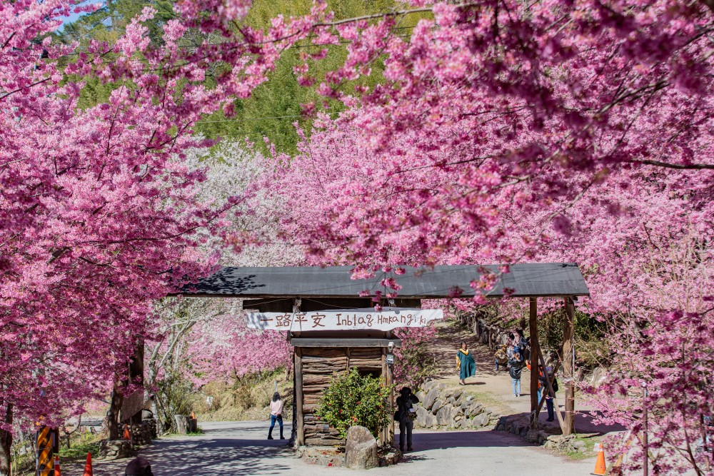 新竹/尖石・司馬庫斯櫻花季｜走進上帝的部落，訂房、車輛通行證怎麼申請？一日遊與二天一夜實際比較