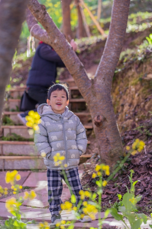 新竹/尖石．泰崗部落櫻花秘境「財伯觀光果園」 | 粉紅昭和櫻與金黃油菜花交織的絕美花海、收藏全台最浪漫的「雙色漸層」