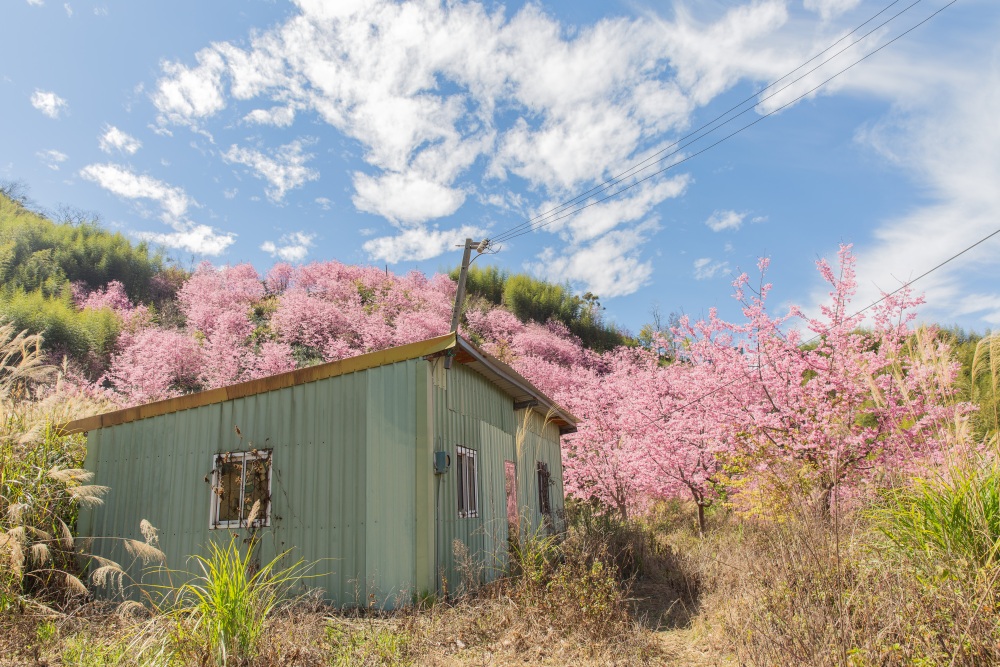 新竹/尖石．「泰崗茶園櫻花林」 | 隱身在「竹60鄉道36.6K」、雜草與芒草間綻放的最美櫻花秘境