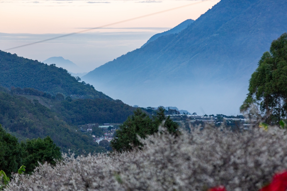 南投/信義。外坪頂「蔡家梅園」 | 古厝 × 梅花，穿過梅樹，走進老屋前的白色季節