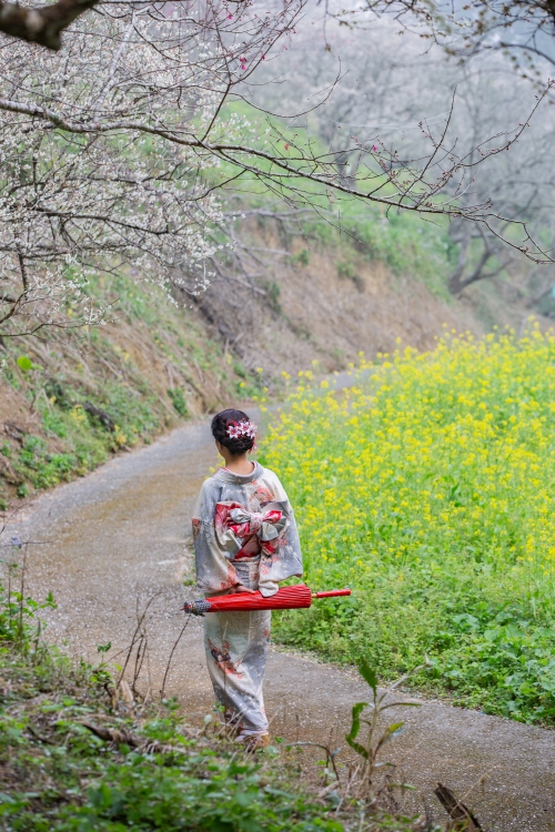 南投/信義・九份二山「七號梅莊」 | 油菜花海 × 梅樹，雙層花海與山路風景，提供自助式熱酸梅汁的山裡人情味