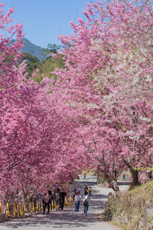 新竹/尖石・司馬庫斯櫻花季｜走進上帝的部落，訂房、車輛通行證怎麼申請？一日遊與二天一夜實際比較