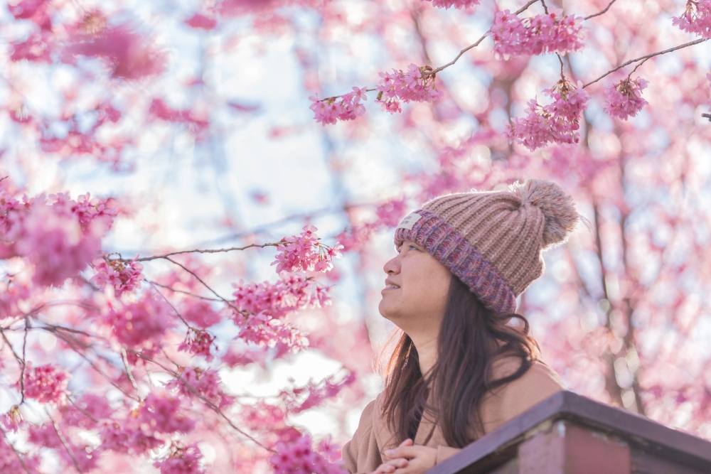 新竹/尖石．泰崗部落櫻花秘境「財伯觀光果園」 | 粉紅昭和櫻與金黃油菜花交織的絕美花海、收藏全台最浪漫的「雙色漸層」