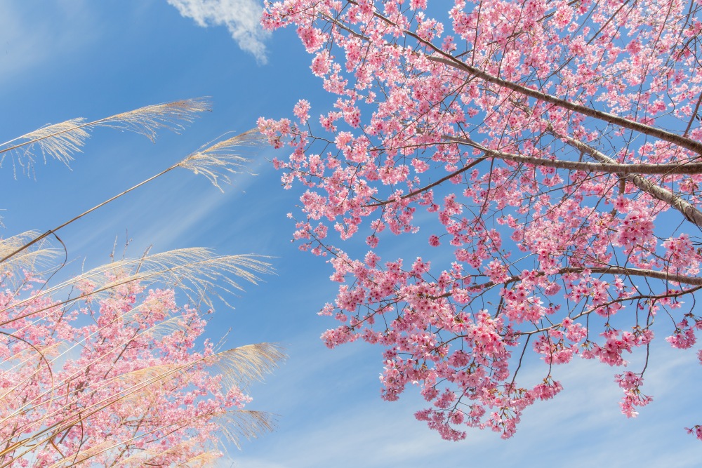 新竹/尖石．「泰崗茶園櫻花林」 | 隱身在「竹60鄉道36.6K」、雜草與芒草間綻放的最美櫻花秘境